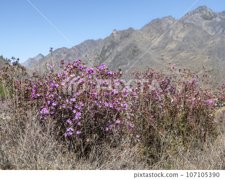 Purple-pink flowers of Maralnik (Siberian sakura) (Lat. Rhododendron ledebourii) in Altai Mountains 107105390