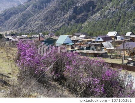 Purple-pink flowers of Maralnik (Siberian sakura) (Lat. Rhododendron ledebourii) in Altai Mountains 107105391
