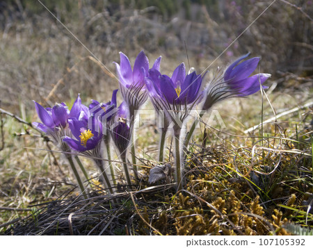 Purple wildflowers with yellow stamens in the Altai Mountains in spring 107105392