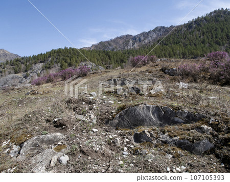 A mountain slope with rocks and a strip of forest with flowering maral bushes in Altai Mountains 107105393