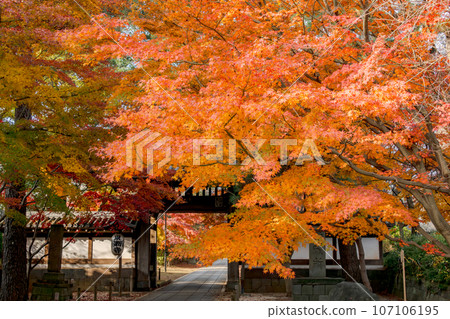 The main gate of the temple covered in late autumn leaves (Tozenji, Matsudo City, Chiba Prefecture) The main gate of the temple covered in late autumn leaves (Tozenji, Matsudo City, Chiba Prefecture) 107106195