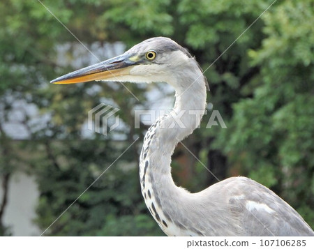 Gray heron profile Gray heron profile 107106285