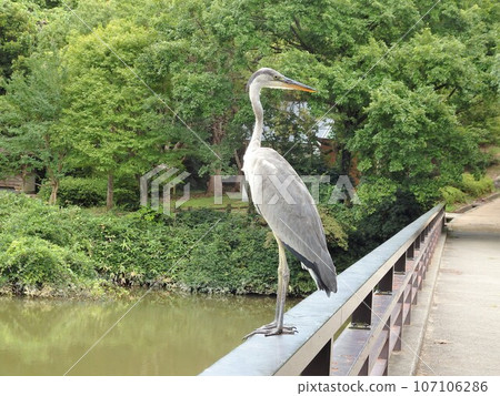 heron on the railing 107106286