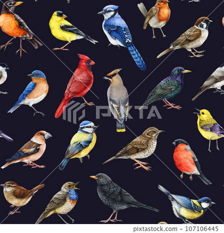 Backyard birds seamless pattern on dark background. Watercolor painted various backyard birds seamless pattern. Bluebird, starling, wren, blue jay, robin, warbler, red cardinal forest wildlife avians 107106445