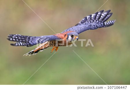 American Kestrel flying on green background, Montreal, Canada 107106447