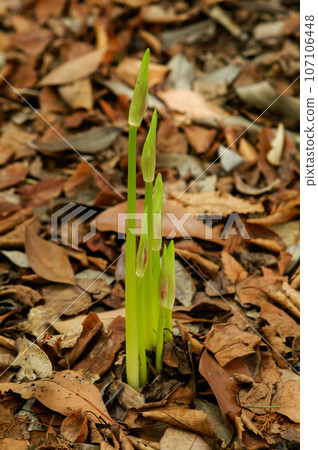Higanbana flower bud Higanbana flower bud 107106448