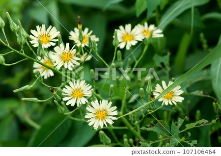 Autumn field mustard along the Shinano River Yasuragi embankment 107106464