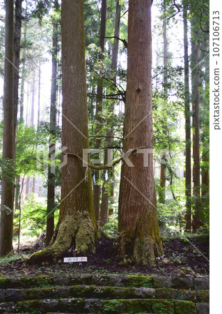 Anamori Shrine / Couple Cedar Anamori Shrine / Couple Cedar 107106713