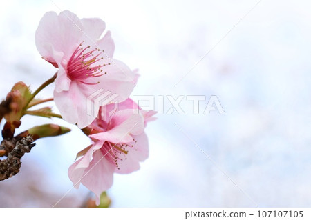 河津櫻花開始綻放，早春，粉紅色的花朵，寒冷的天空 107107105