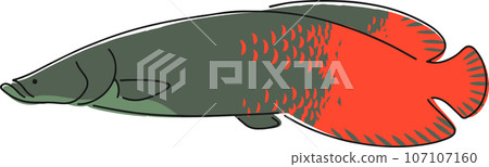 Hand drawn pirarucu illustration 107107160