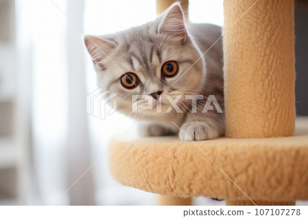 Cute Scottish kitten relaxation in cat tower, Generative Ai 107107278