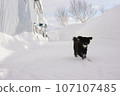 dog playing ball in the snow 107107485