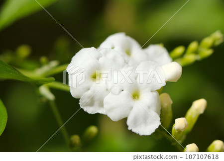 Forsythia with fluffy white flowers (Duranta macro lens strobe + natural light photo) 107107618