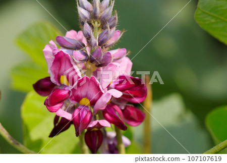 常見雜草攀緣「台灣葛」的紅紫色和粉紅色花朵（使用微距鏡頭，自然光，特寫照片） 107107619