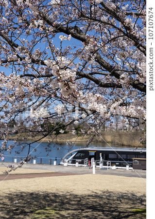 Cherry blossom viewing at Fugan Canal Kansui Park, a stylish park near Toyama Station 107107674