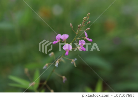 Pink flowers of Aretinus chinensis blooming quietly in the autumn field 107107695