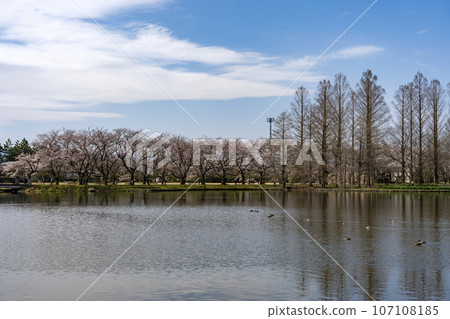 Toyama Prefectural Central Botanical Garden, a popular spot for cherry blossom viewing 107108185