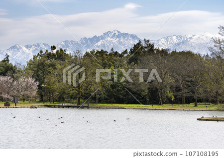 Toyama Prefectural Central Botanical Garden, a popular spot for cherry blossom viewing 107108195