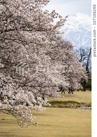 Toyama Prefectural Central Botanical Garden, a popular spot for cherry blossom viewing Toyama Prefectural Central Botanical Garden, a popular spot for cherry blossom viewing 107108208
