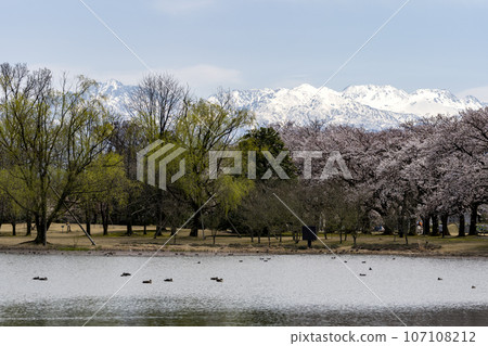 Toyama Prefectural Central Botanical Garden, a popular spot for cherry blossom viewing 107108212