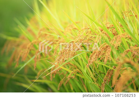 Autumn rural scenery of rice ripening in Izumo City, Shimane Prefecture Autumn rural scenery of rice ripening in Izumo City, Shimane Prefecture 107108253