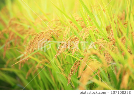 Autumn rural scenery of rice ripening in Izumo City, Shimane Prefecture Autumn rural scenery of rice ripening in Izumo City, Shimane Prefecture 107108258