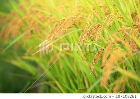 Autumn rural scenery of rice ripening in Izumo City, Shimane Prefecture Autumn rural scenery of rice ripening in Izumo City, Shimane Prefecture 107108261