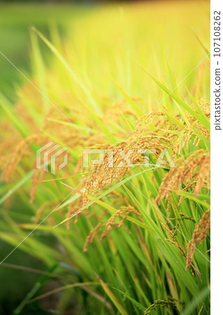 Autumn rural scenery of rice ripening in Izumo City, Shimane Prefecture Autumn rural scenery of rice ripening in Izumo City, Shimane Prefecture 107108262