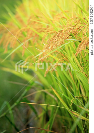 Autumn rural scenery of rice ripening in Izumo City, Shimane Prefecture Autumn rural scenery of rice ripening in Izumo City, Shimane Prefecture 107108264