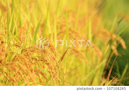 Autumn rural scenery of rice ripening in Izumo City, Shimane Prefecture Autumn rural scenery of rice ripening in Izumo City, Shimane Prefecture 107108265