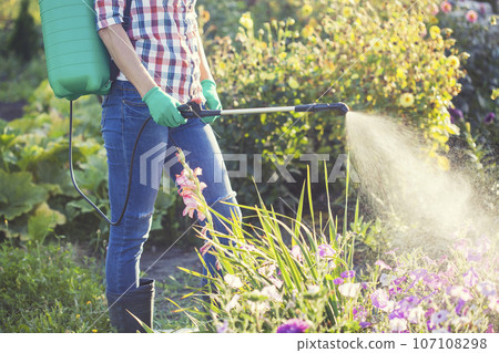 woman in a green backpack with a pressure garden sprayer spraying flowers against diseases and pests 107108298