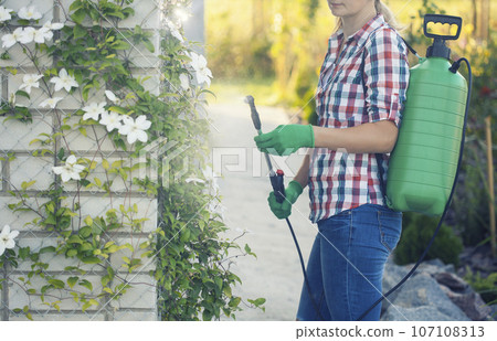 woman in a green backpack with a pressure garden sprayer spraying flowers against diseases and pests 107108313