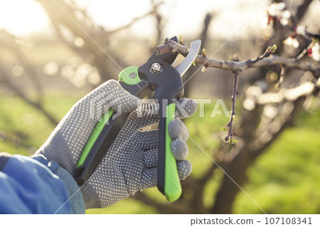 spring pruning of the garden with secateurs, care for trees and bushes spring pruning of the garden with secateurs, care for trees and bushes 107108341
