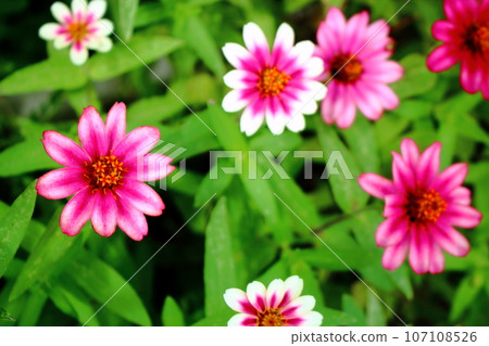 Zinnia [Profusion Cherry Bicolor] flower 107108526