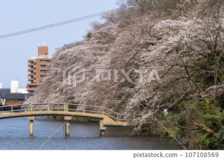 高岡城公園，富山縣的賞櫻勝地 107108569