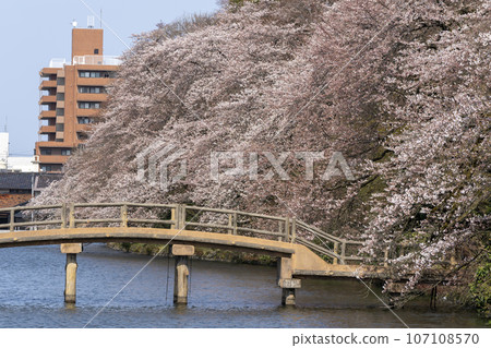 高岡城公園，富山縣的賞櫻勝地 107108570