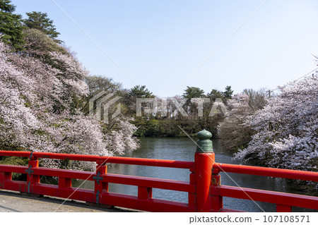 高岡城公園，富山縣的賞櫻勝地 107108571