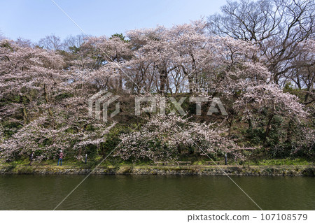 Takaoka Castle Park, a cherry blossom viewing spot in Toyama Prefecture Takaoka Castle Park, a cherry blossom viewing spot in Toyama Prefecture 107108579