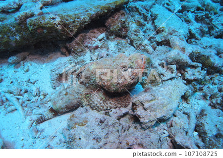 Japanese rockfish, Okinawa sea, underwater photo Japanese rockfish, Okinawa sea, underwater photo 107108725