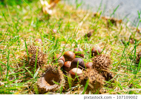 [Autumn material] Sawtooth acorns [Nagano Prefecture] 107109002