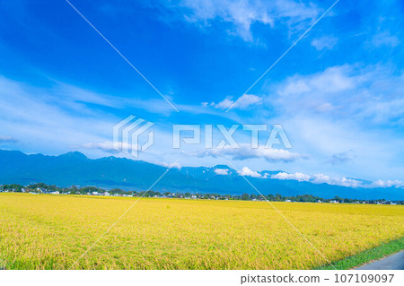 [Autumn material] Harvest autumn in Azumino [Nagano Prefecture] 107109097