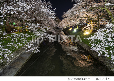Night cherry blossoms at Matsukawa Berri, Toyama Prefecture's leading cherry blossom viewing spot Night cherry blossoms at Matsukawa Berri, Toyama Prefecture's leading cherry blossom viewing spot 107109130