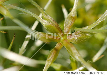 Close-up of a wild hermit grass (clematis) that has begun to produce seeds after flowering (using macro lens, natural light, close-up photo) Close-up of a wild hermit grass (clematis) that has begun to produce seeds after flowering (using macro lens, natural light, close-up photo) 107109165