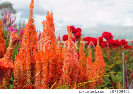 Orange flowers of the Celosia celosia family [Feathered Cockscomb] 107109491