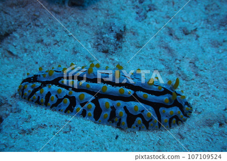 Natehidaiboumi slug underwater photo Okinawa 107109524