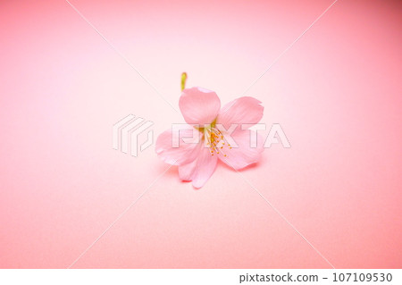 Cherry blossoms in full bloom, cherry blossoms, cherry blossoms, cherry blossoms, petals, someiyoshino 107109530