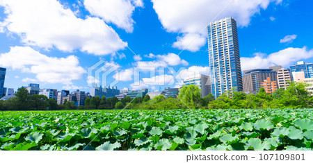 上野公園忍者池荷花 107109801