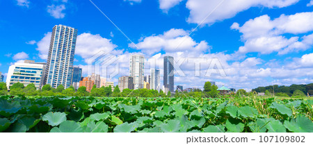 上野公園忍者池荷花 107109802