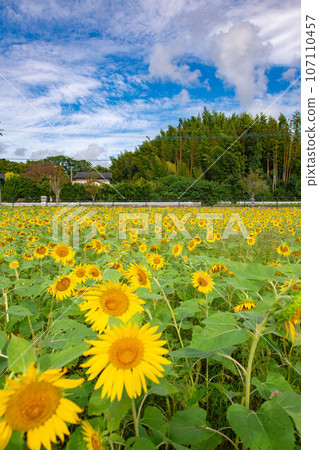 Scenery of sunflower field 107110457