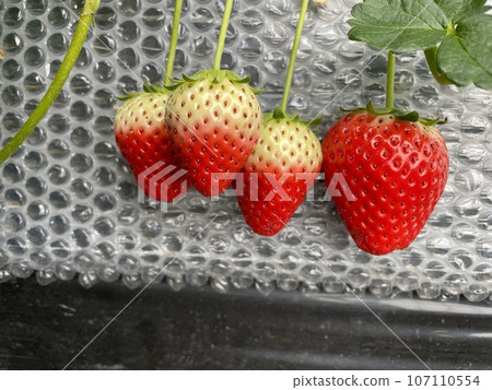 深紅色的草莓 107110554
